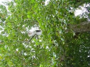 Platanus occidentalis
